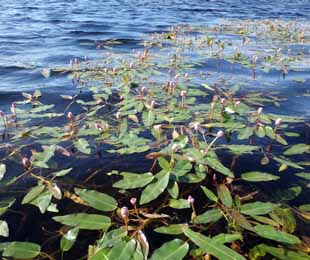 Горец земноводный растет на озере